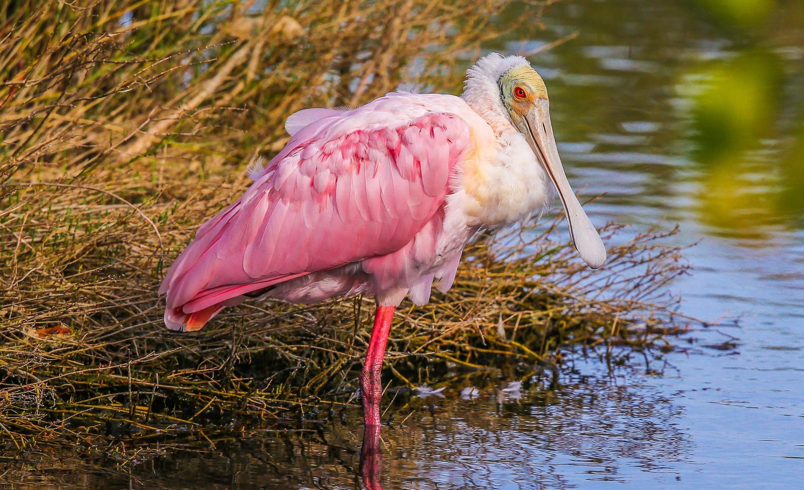 Roseate Spoonbill Photo by Theodore W.  Hatem