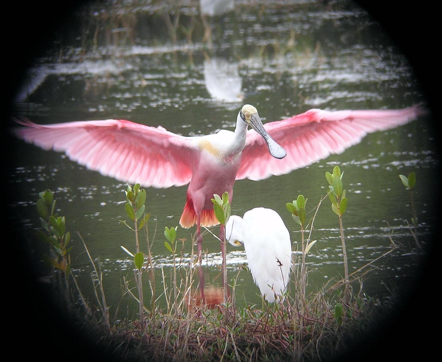 Roseate Spoonbill Photo by Marilyn O'Connell