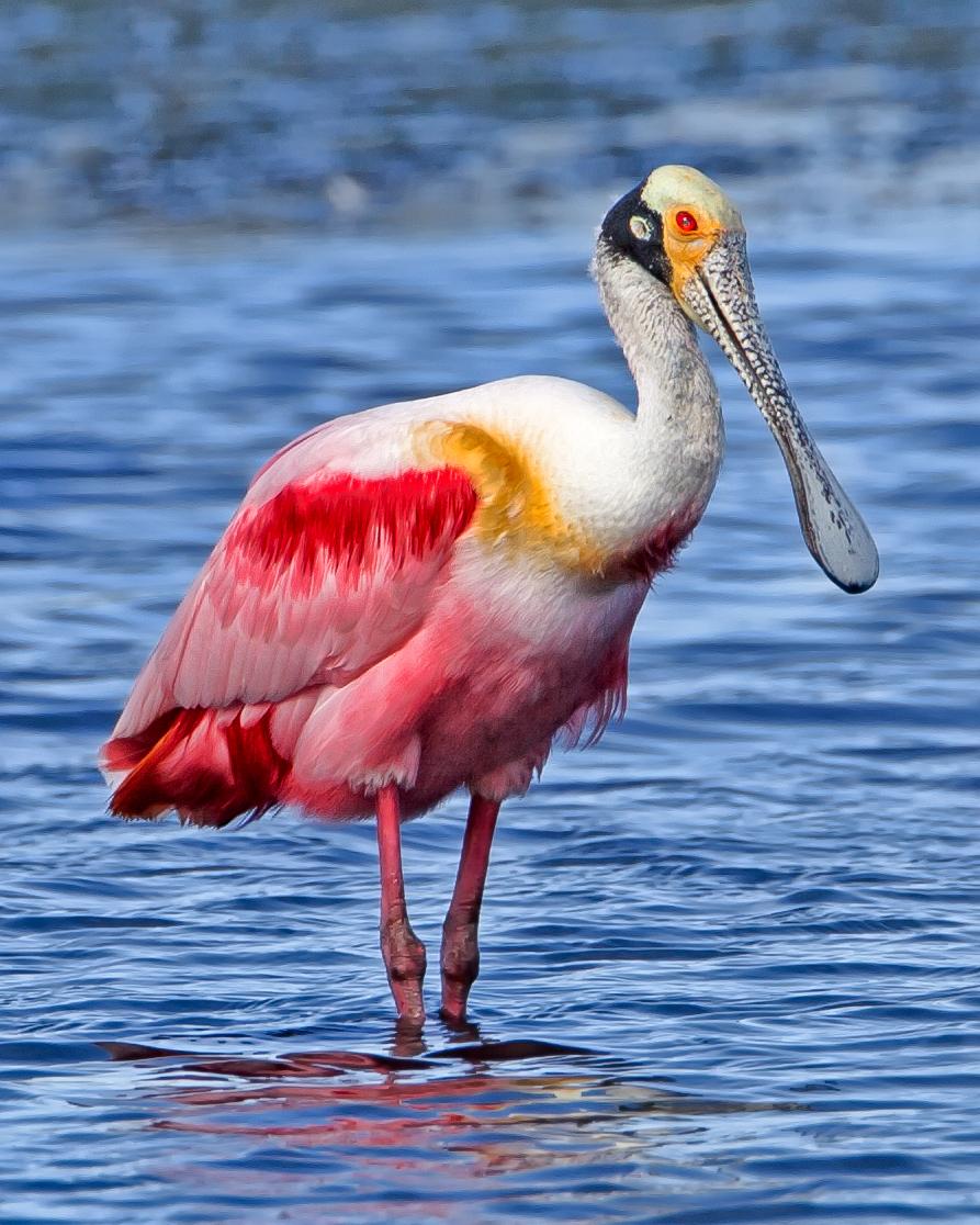 Roseate Spoonbill Photo by JC Knoll