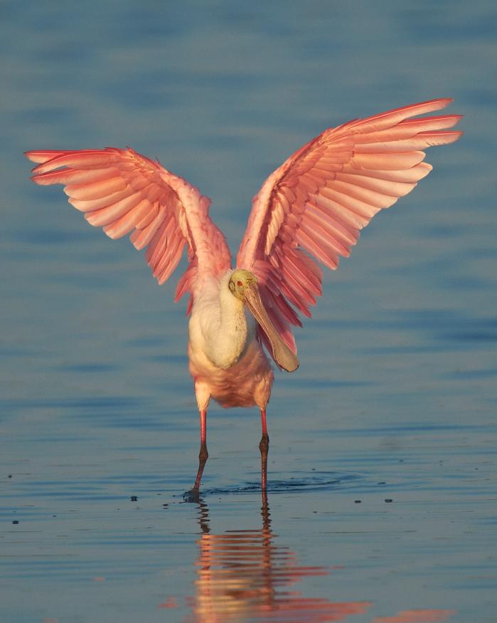Roseate Spoonbill Photo by Chris Fagyal