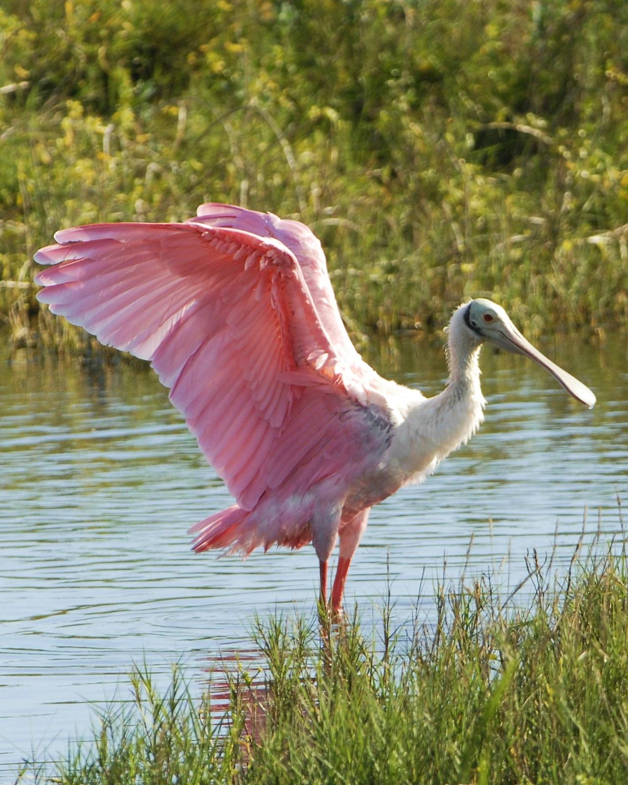 Roseate Spoonbill Photo by David Hollie