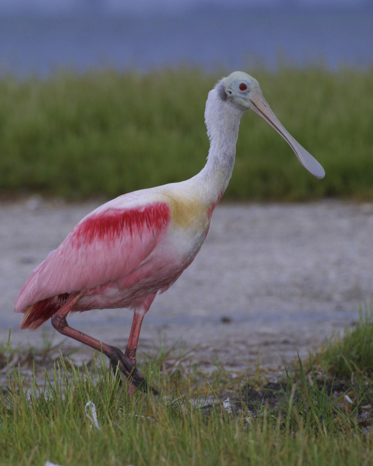 Roseate Spoonbill Photo by Jeff Moore