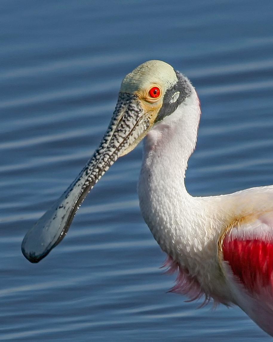 Roseate Spoonbill Photo by JC Knoll