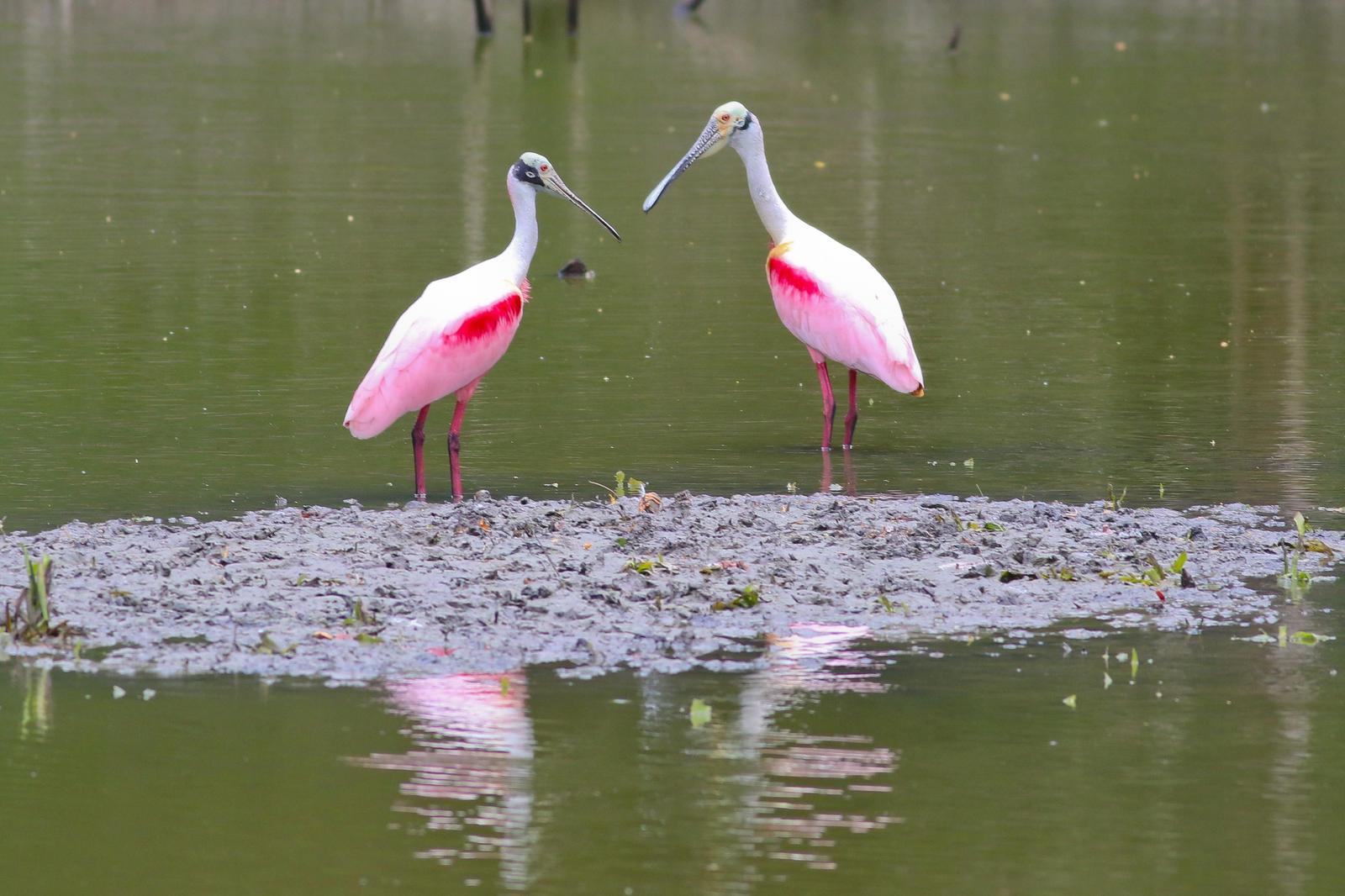 Roseate Spoonbill Photo by Tom Ford-Hutchinson