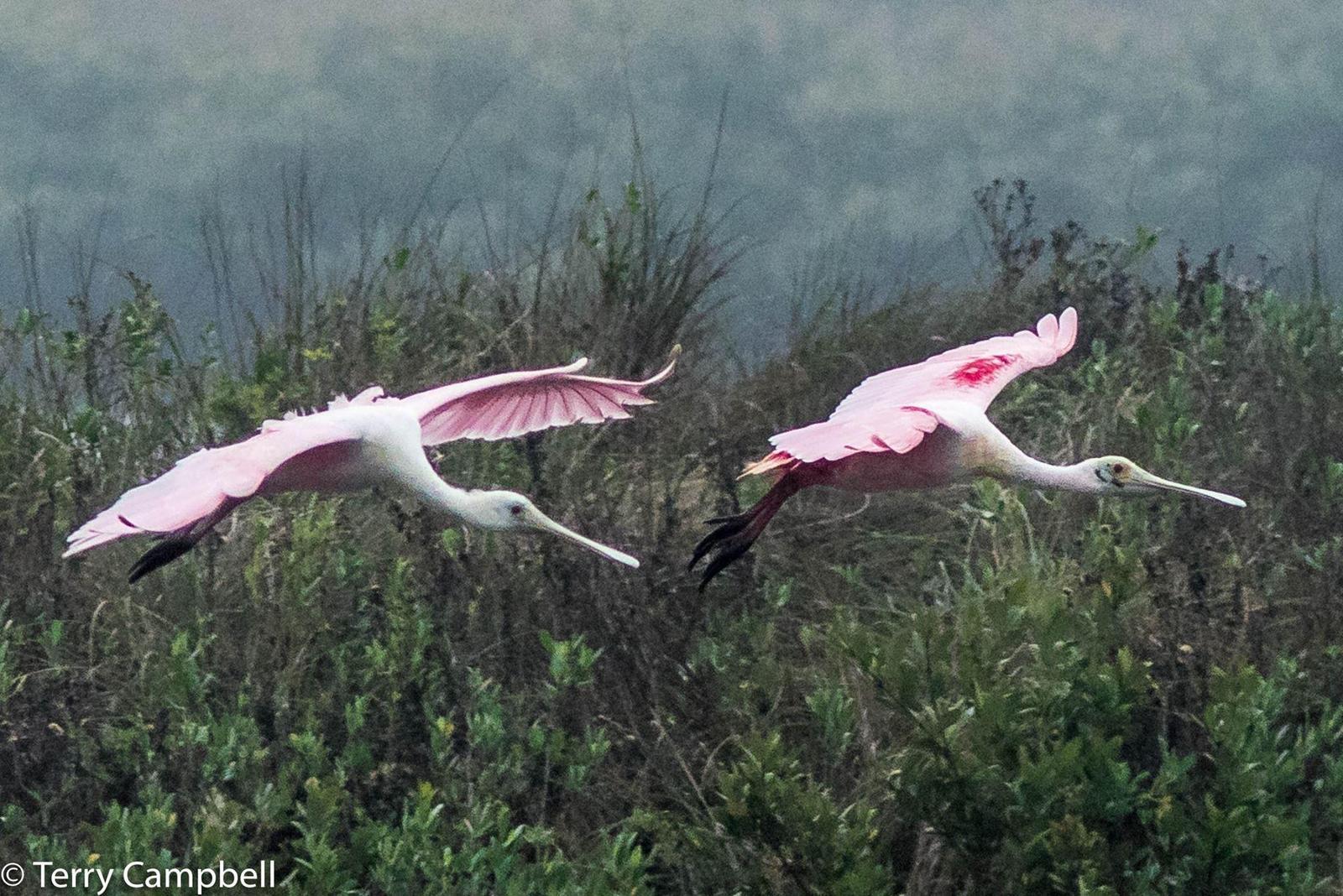 Roseate Spoonbill Photo by Terry Campbell