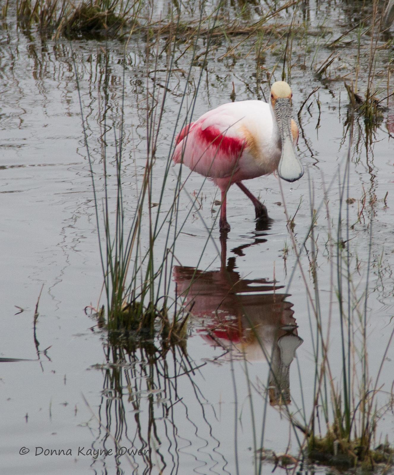 Roseate Spoonbill Photo by Donna Owen