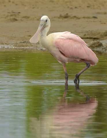 Roseate Spoonbill Photo by Andrew Pittman