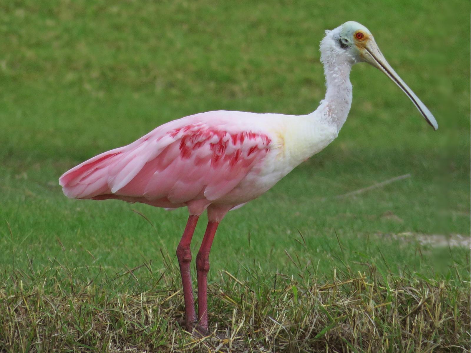 Roseate Spoonbill Photo by Bob Neugebauer