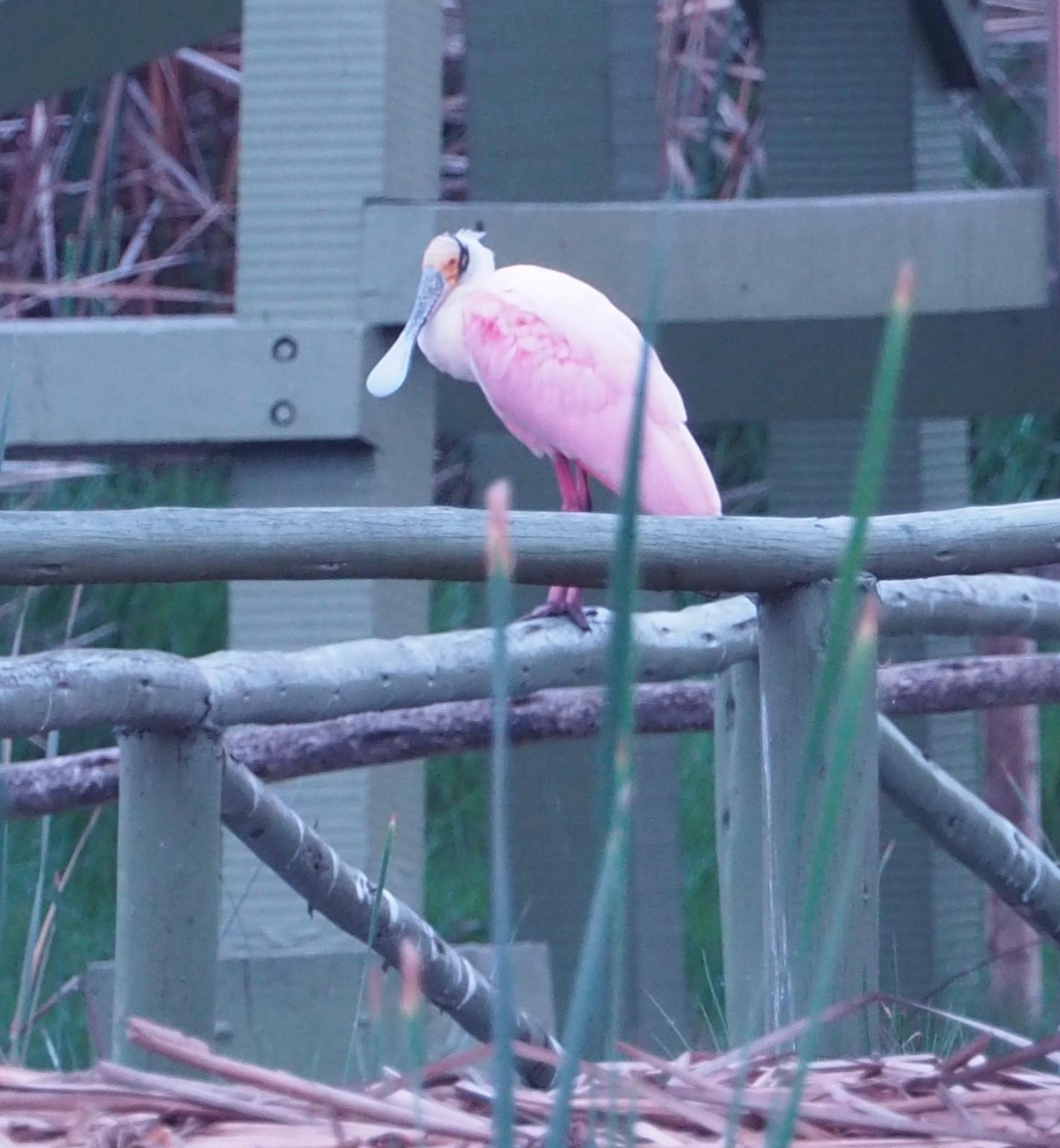 Roseate Spoonbill Photo by Geraint Langford