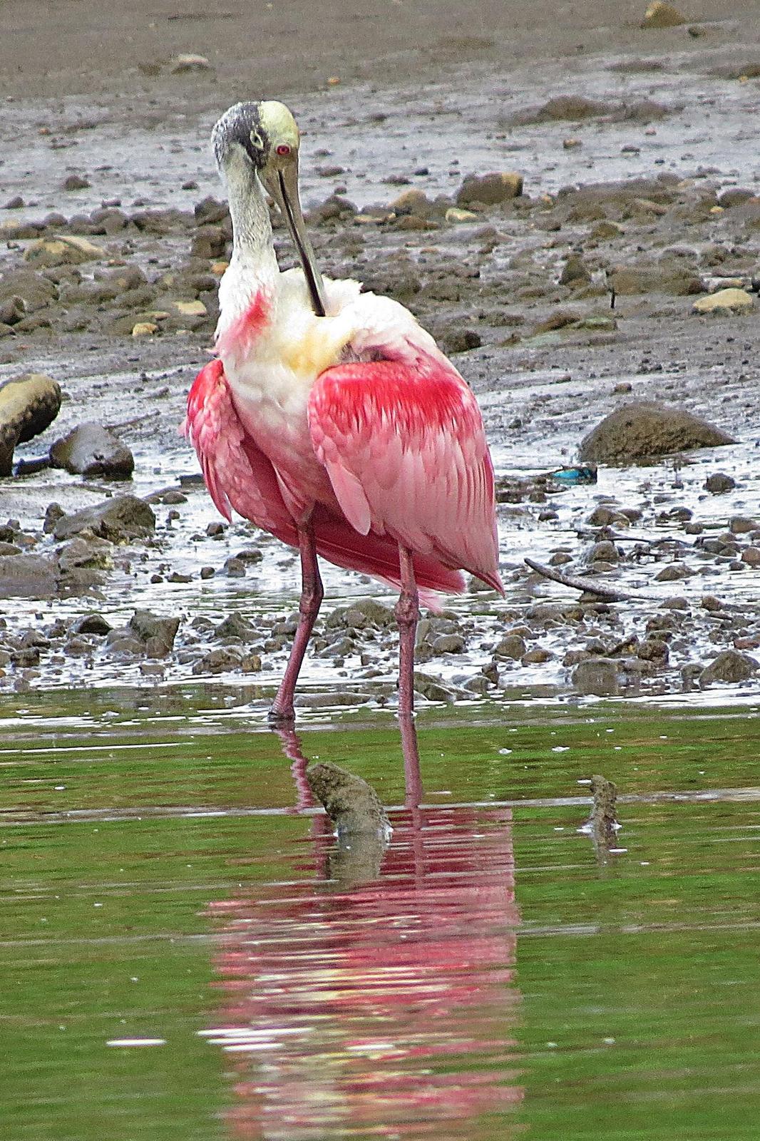 Roseate Spoonbill Photo by Enid Bachman