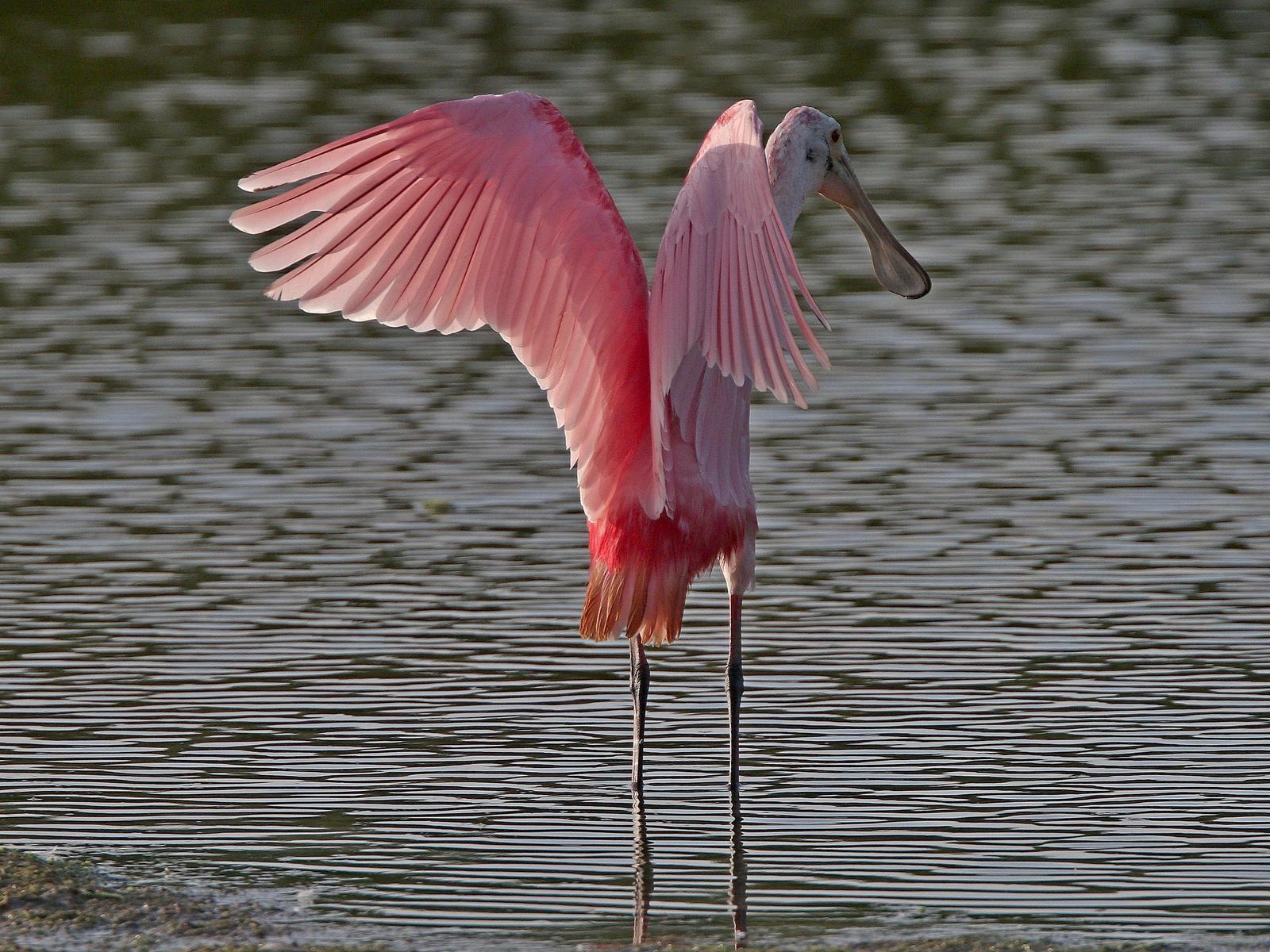 Roseate Spoonbill Photo by Michael Blust