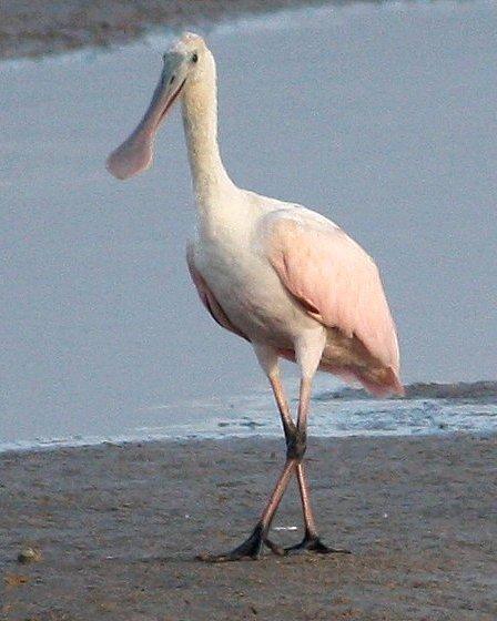 Roseate Spoonbill Photo by Andrew Core