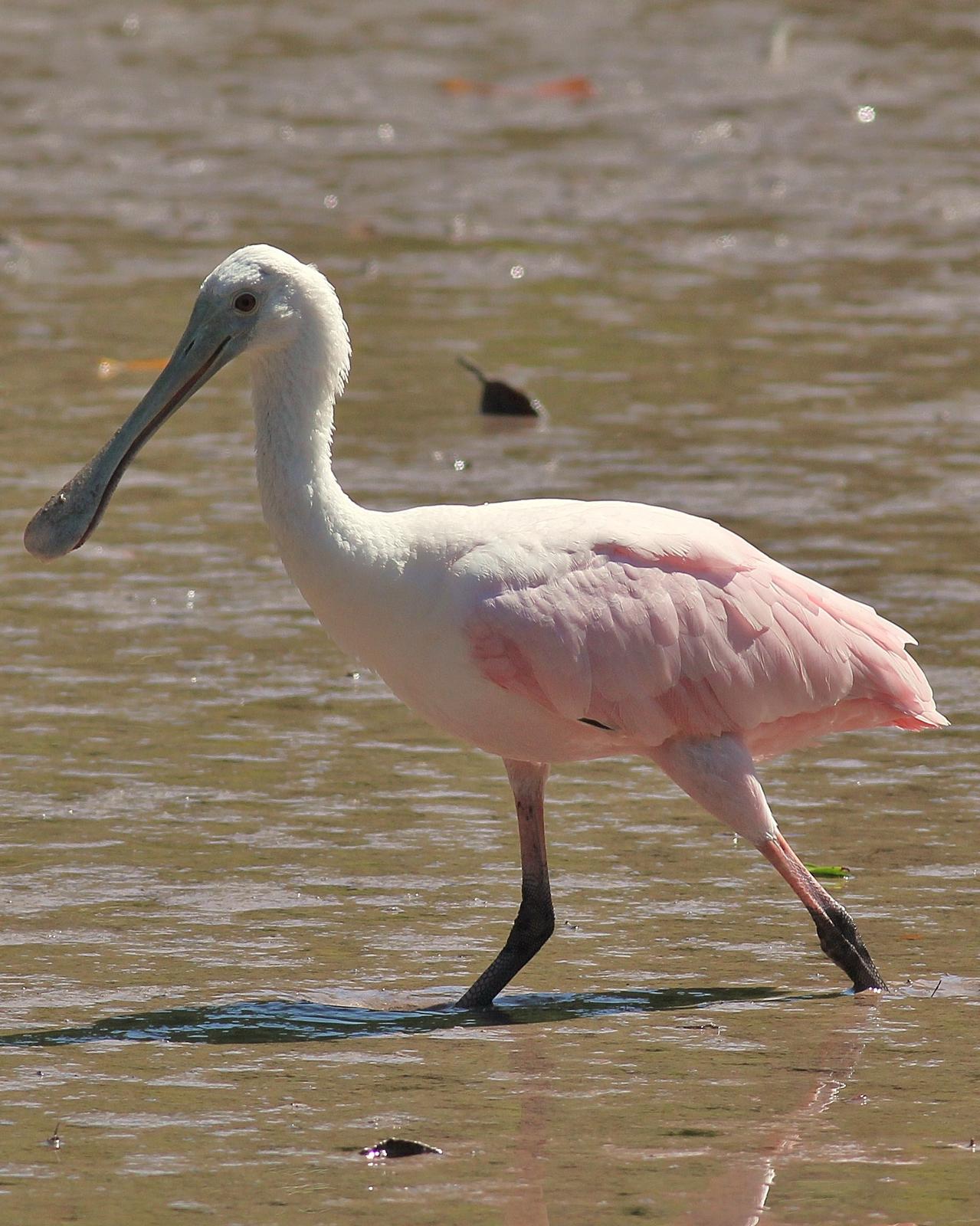 Roseate Spoonbill Photo by Alex Lamoreaux