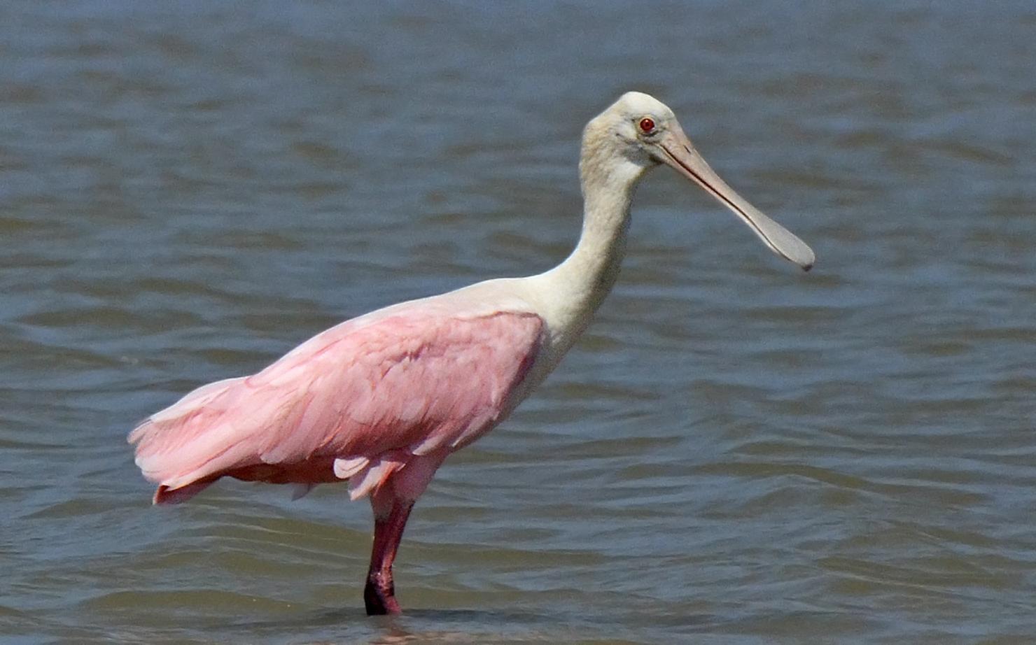 Roseate Spoonbill Photo by Steven Mlodinow