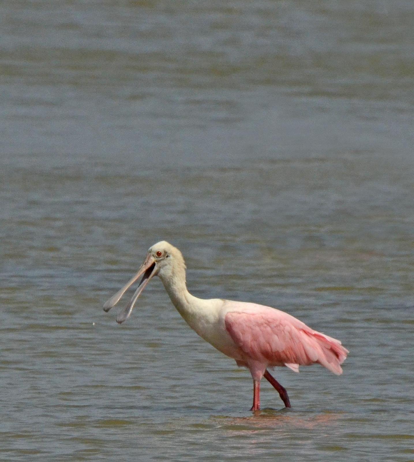 Roseate Spoonbill Photo by Steven Mlodinow