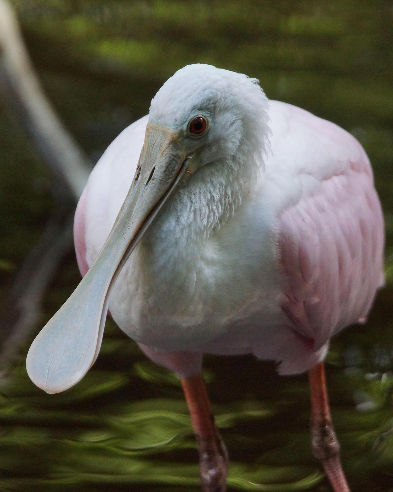 Roseate Spoonbill Photo by Steve Percival
