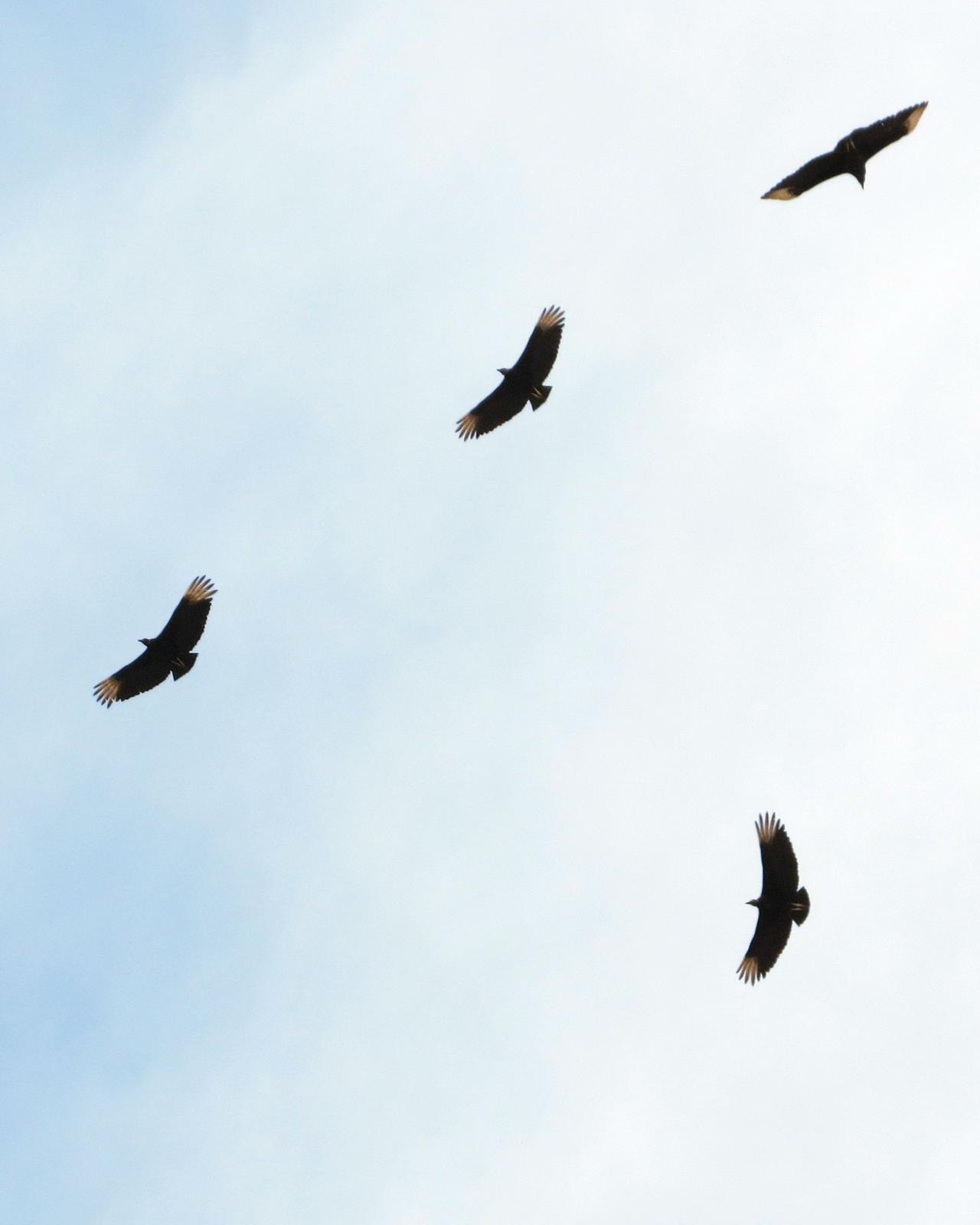 Black Vulture Photo by Anna E. Wittmer