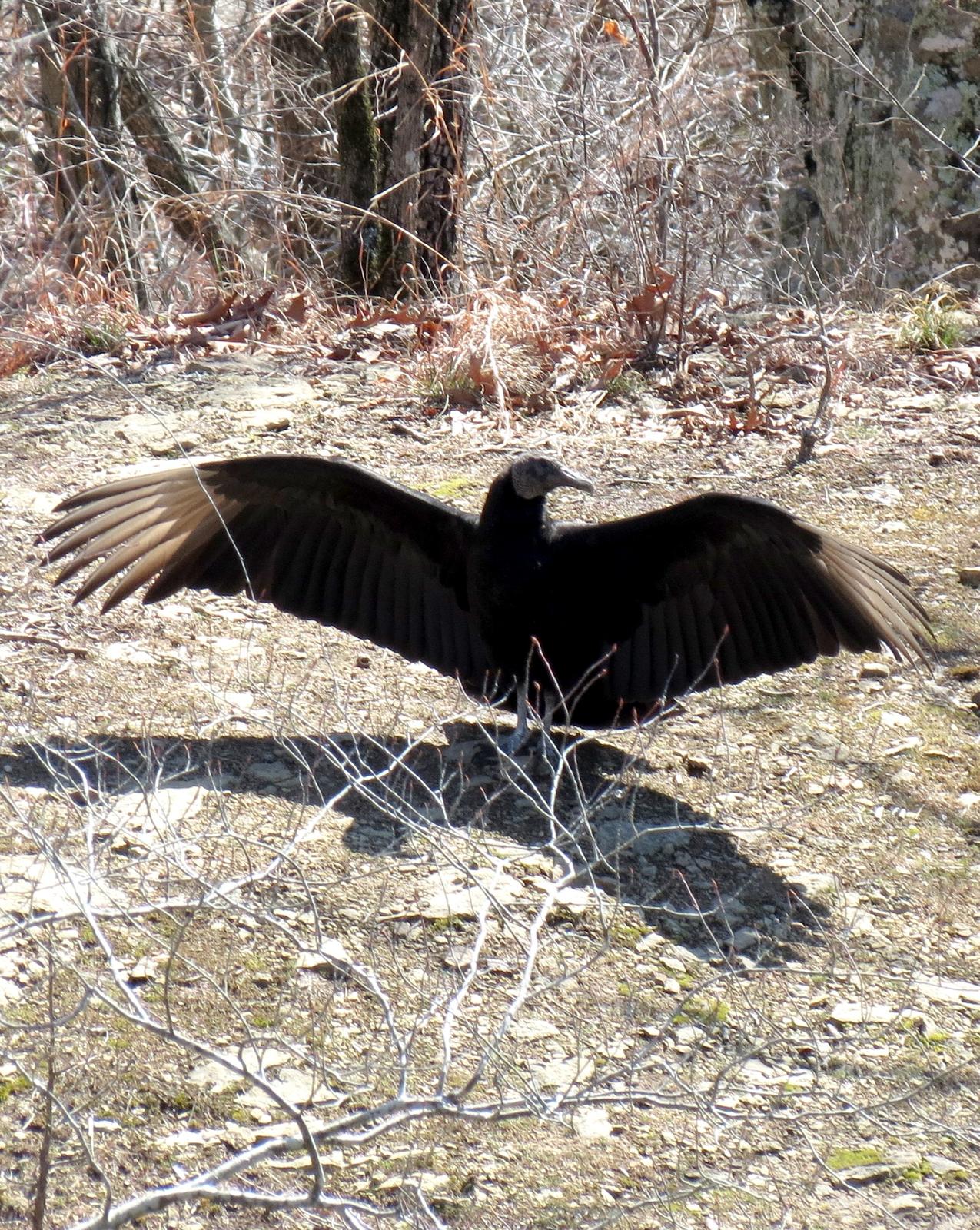 Black Vulture Photo by Andrew T. Kinslow