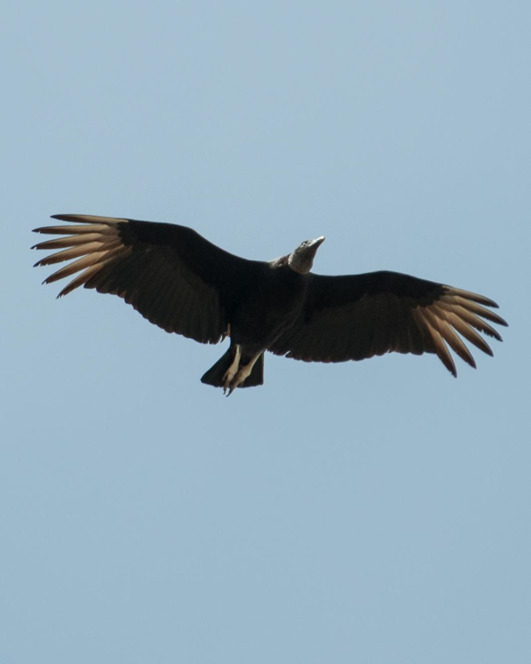 Black Vulture Photo by Susie Nishio