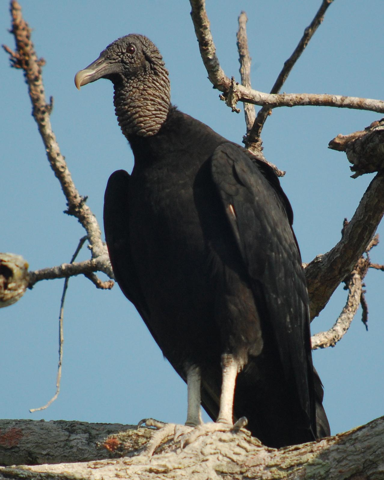 Black Vulture Photo by Birdchick.com
