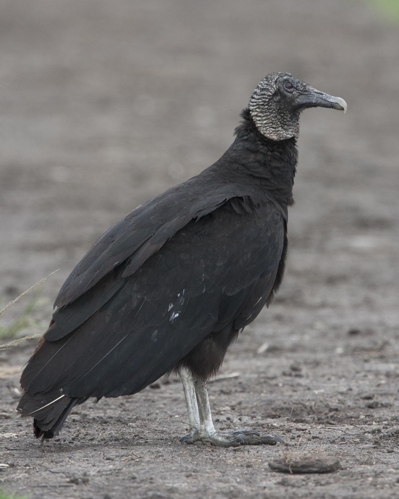 Black Vulture Photo by Jeff Moore