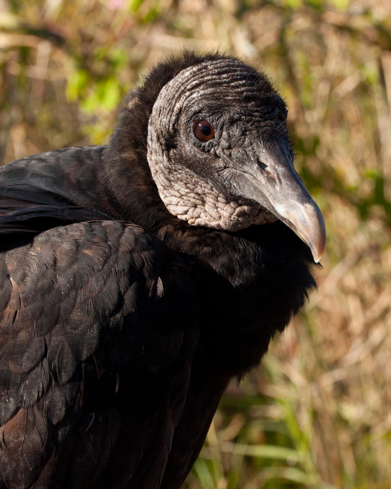 Black Vulture Photo by Anita Strawn de Ojeda