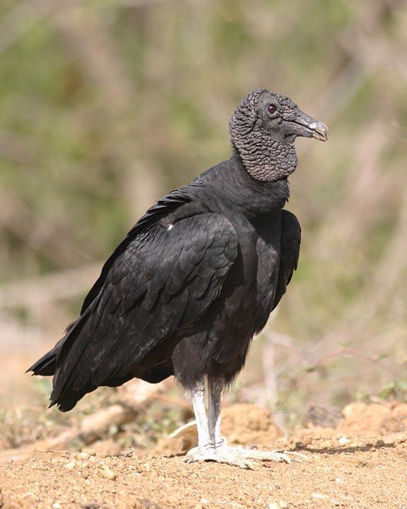 Black Vulture Photo by Peter Boesman