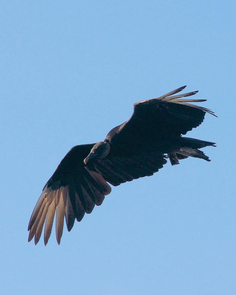 Black Vulture Photo by Gerald Hoekstra