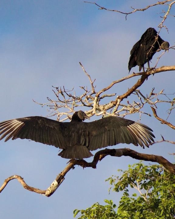 Black Vulture Photo by Denis Rivard