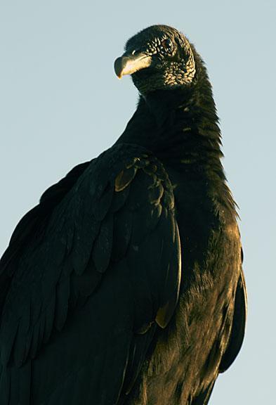 Black Vulture Photo by Dan Tallman