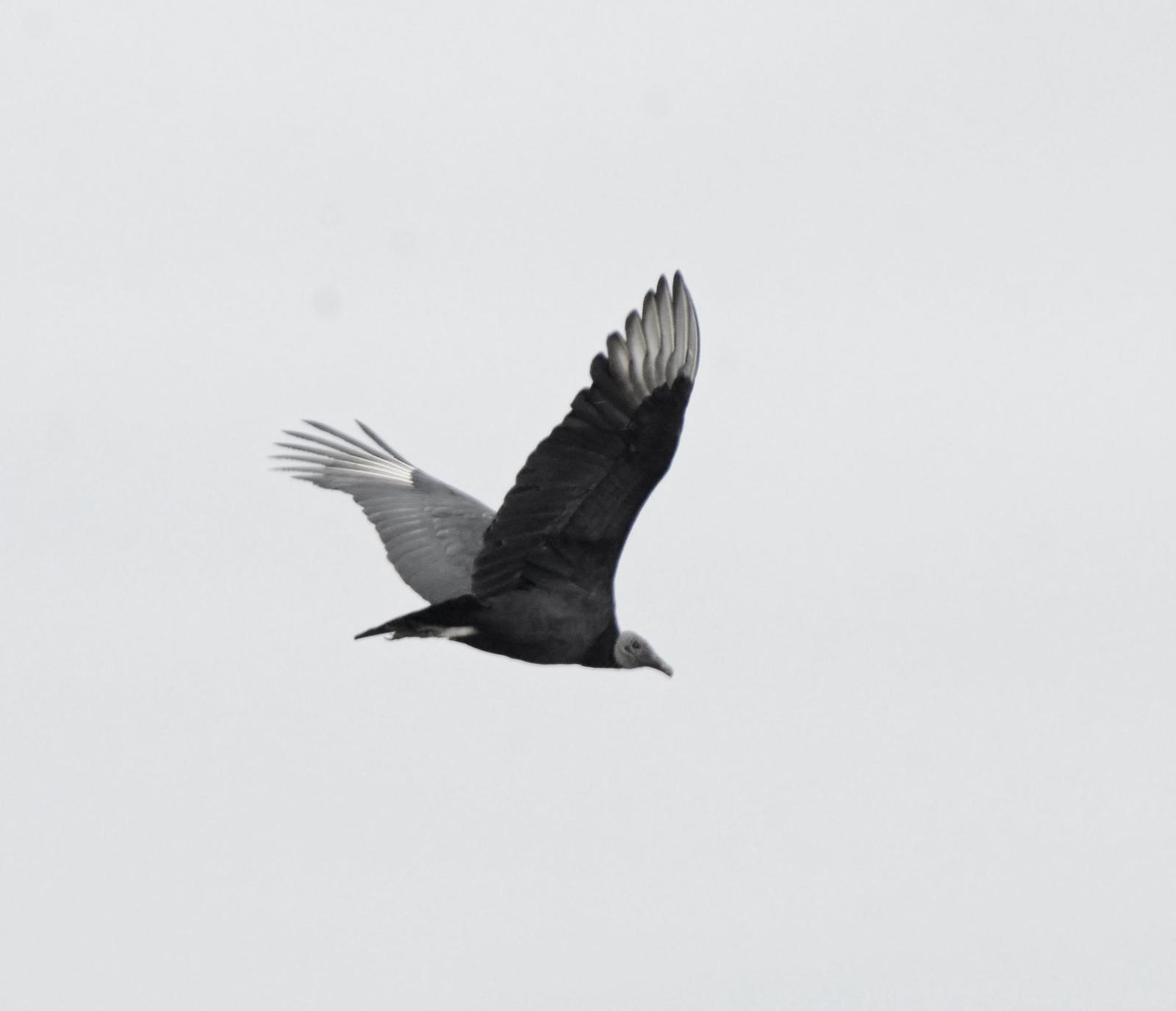 Black Vulture Photo by Steven Mlodinow