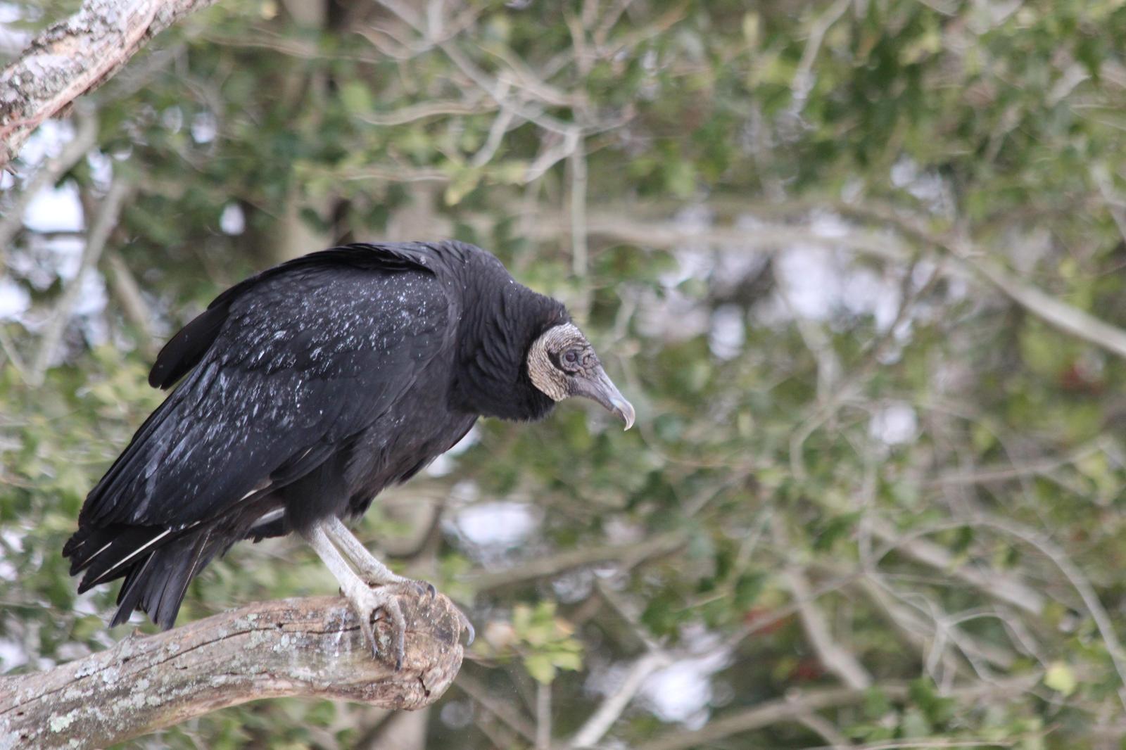 Black Vulture Photo by Darrin Menzo