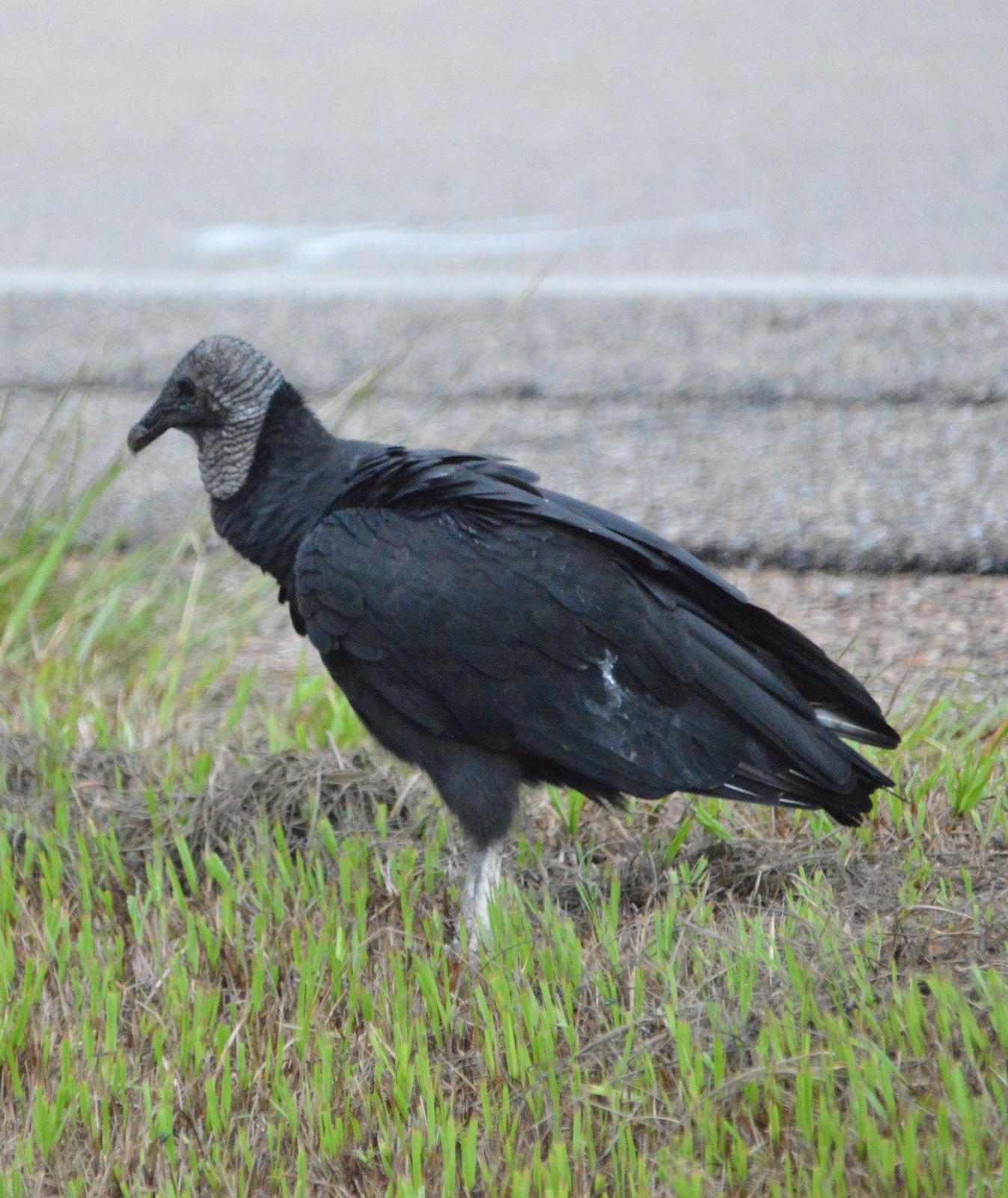 Black Vulture Photo by Jeannette Piecznski
