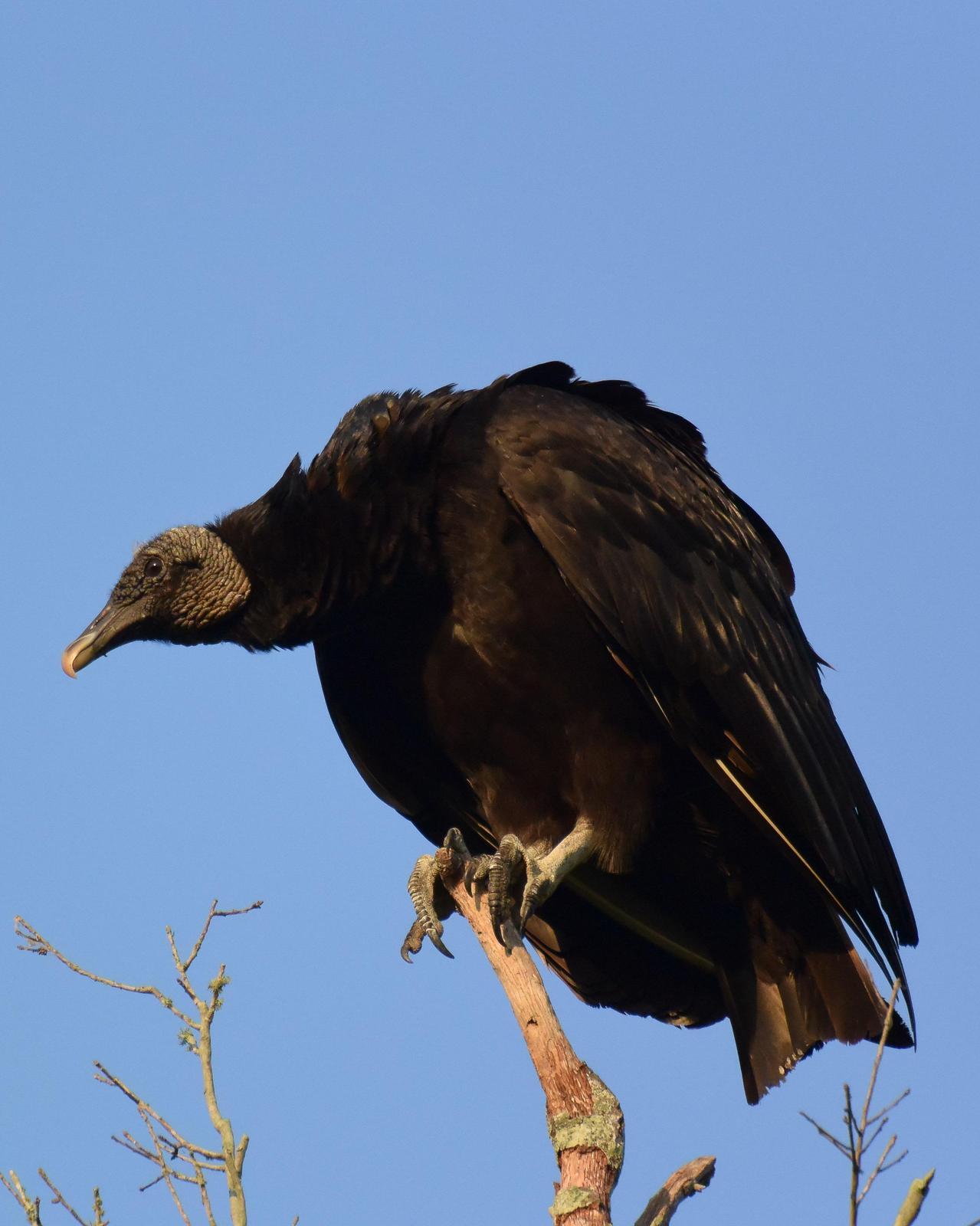 Black Vulture Photo by Emily Percival