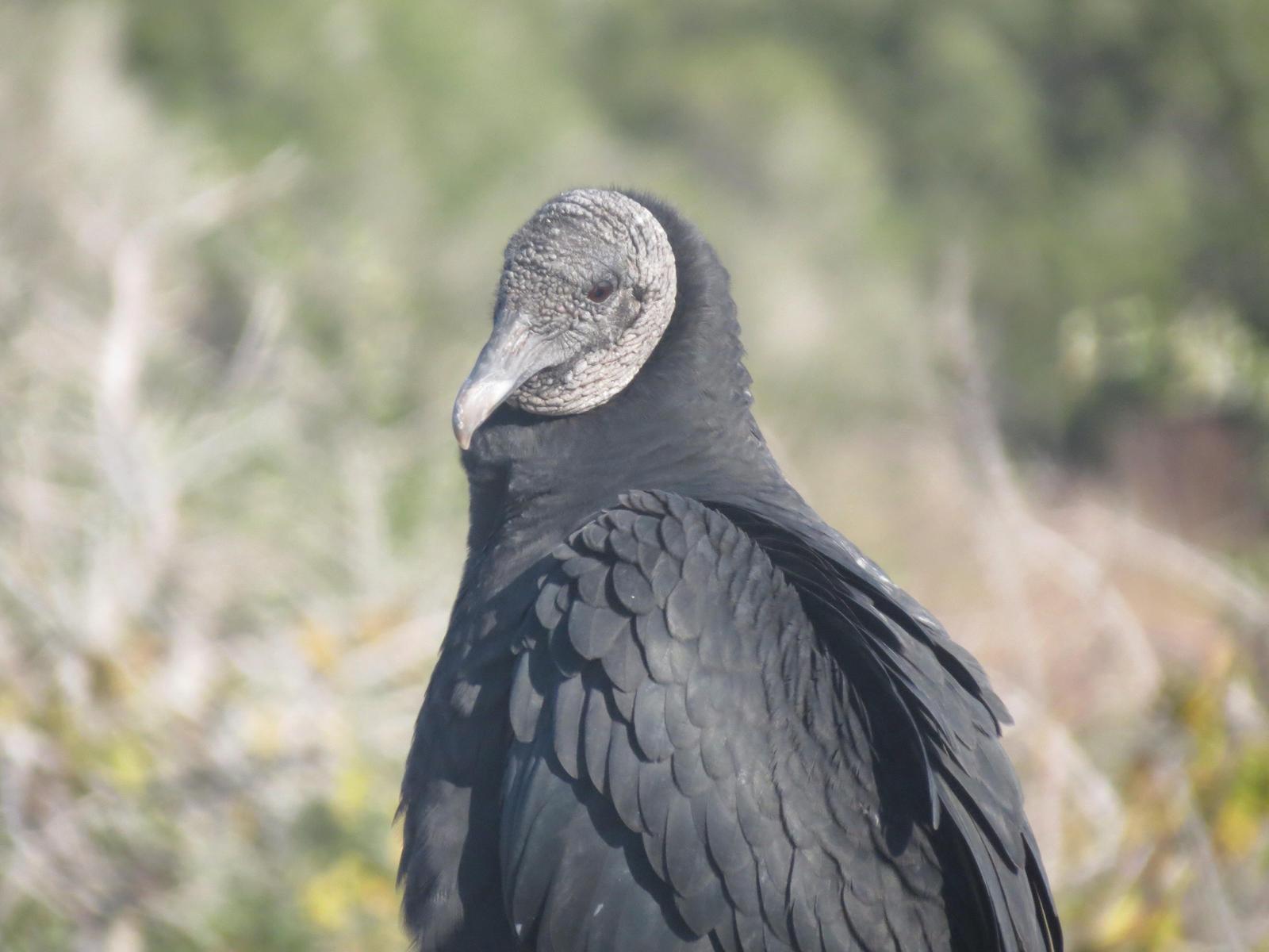 Black Vulture Photo by Nolan Keyes