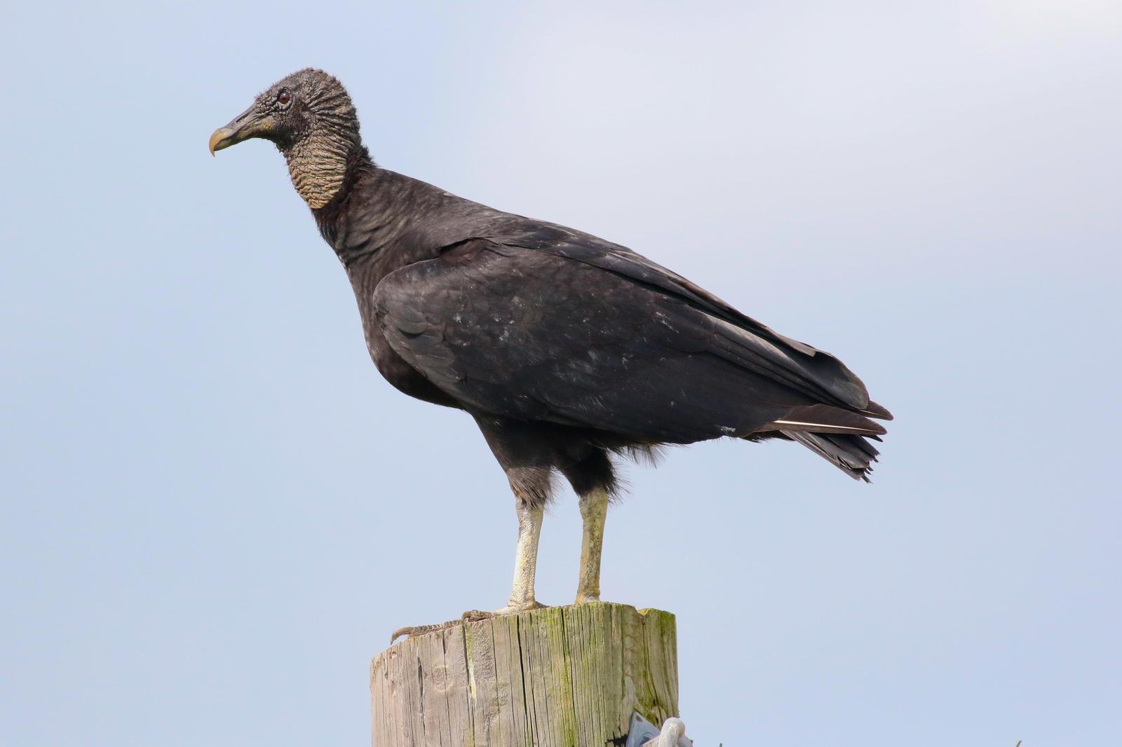 Black Vulture Photo by Tom Ford-Hutchinson