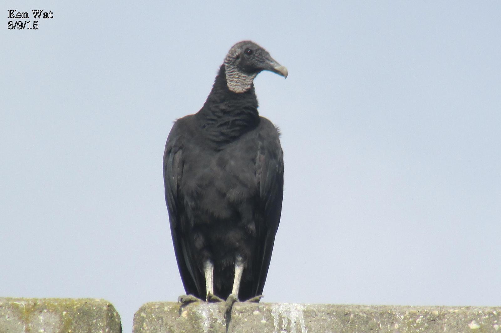 Black Vulture Photo by Ken Wat