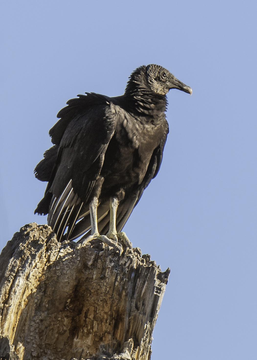 Black Vulture Photo by Mason Rose