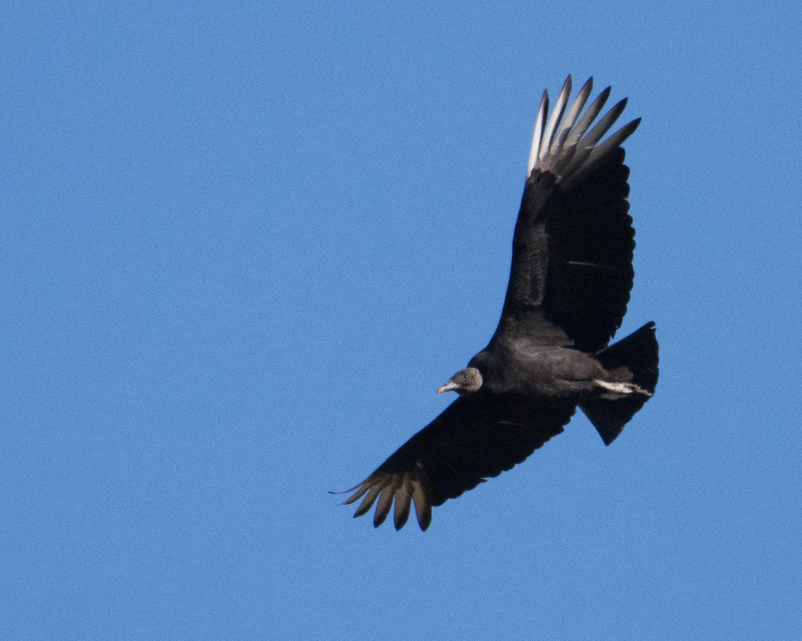 Black Vulture Photo by Scott Buckel