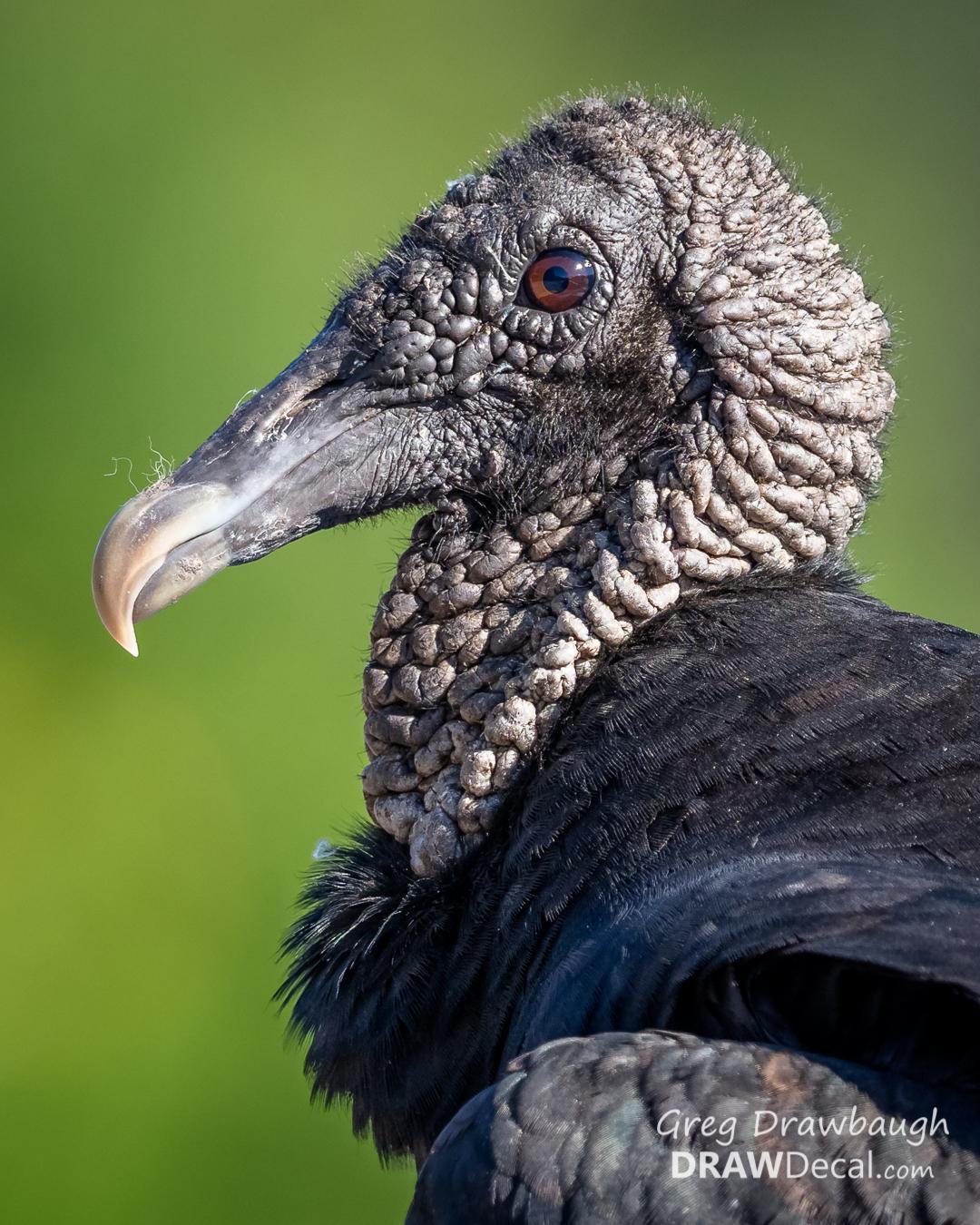 Black Vulture Photo by Greg Drawbaugh