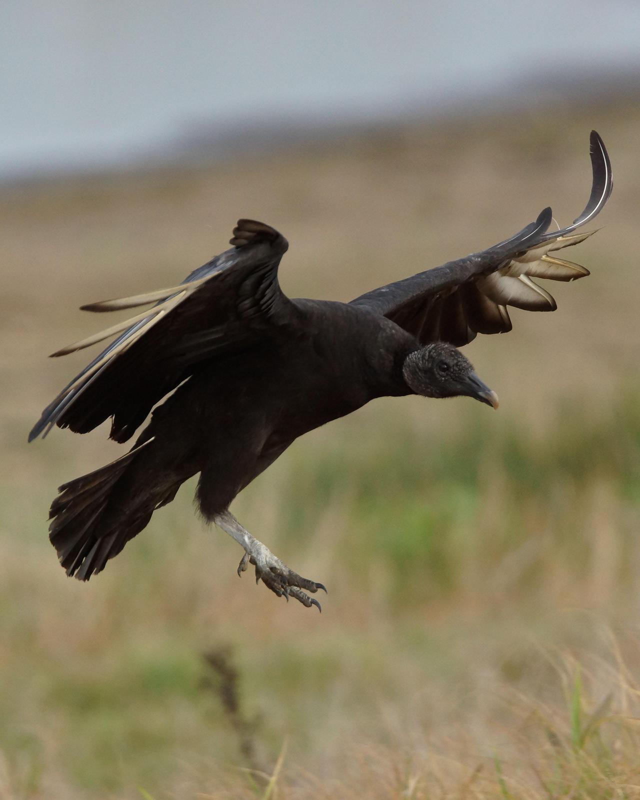 Black Vulture Photo by Steve Percival