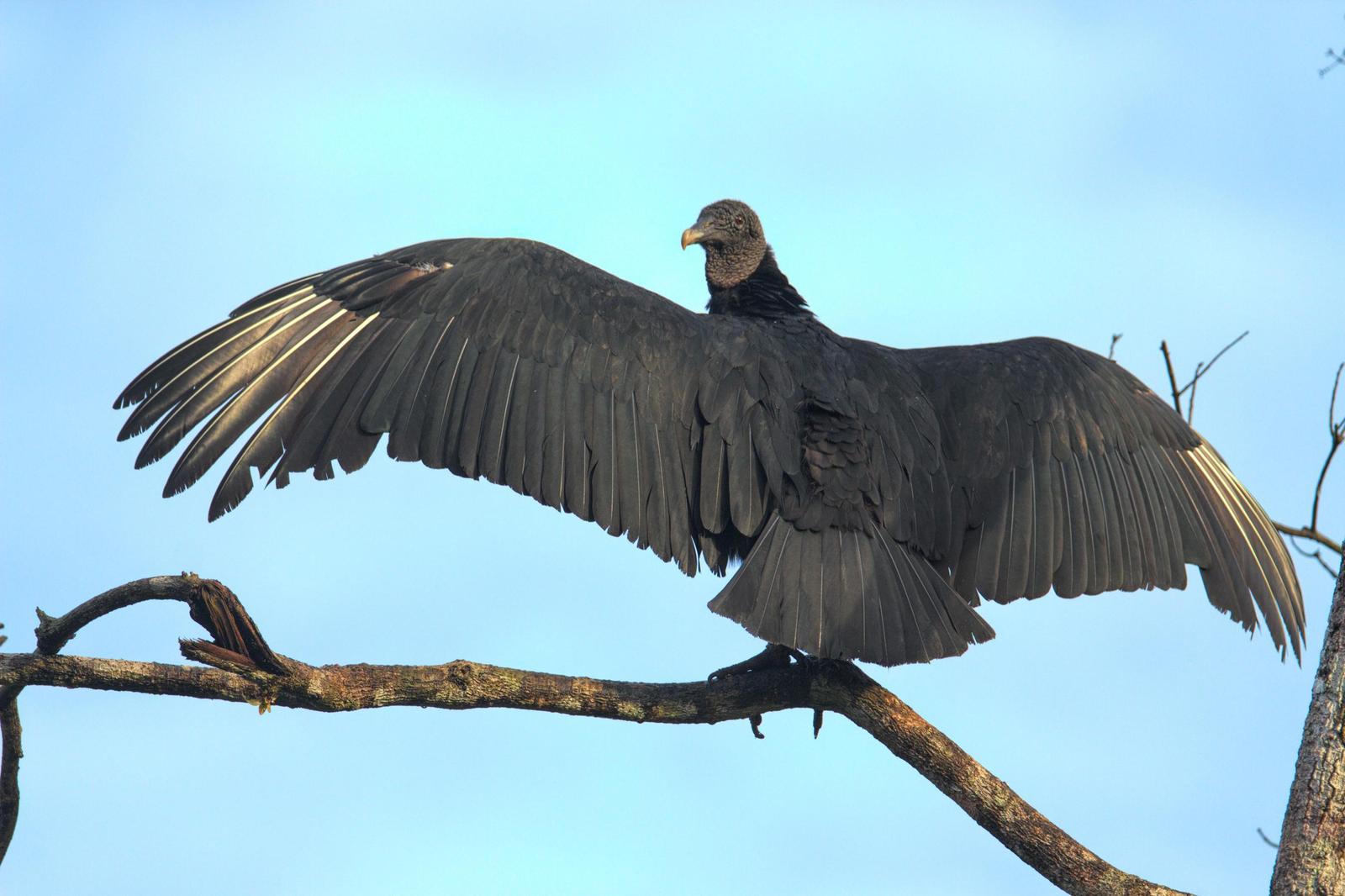 Black Vulture Photo by Dan Tallman
