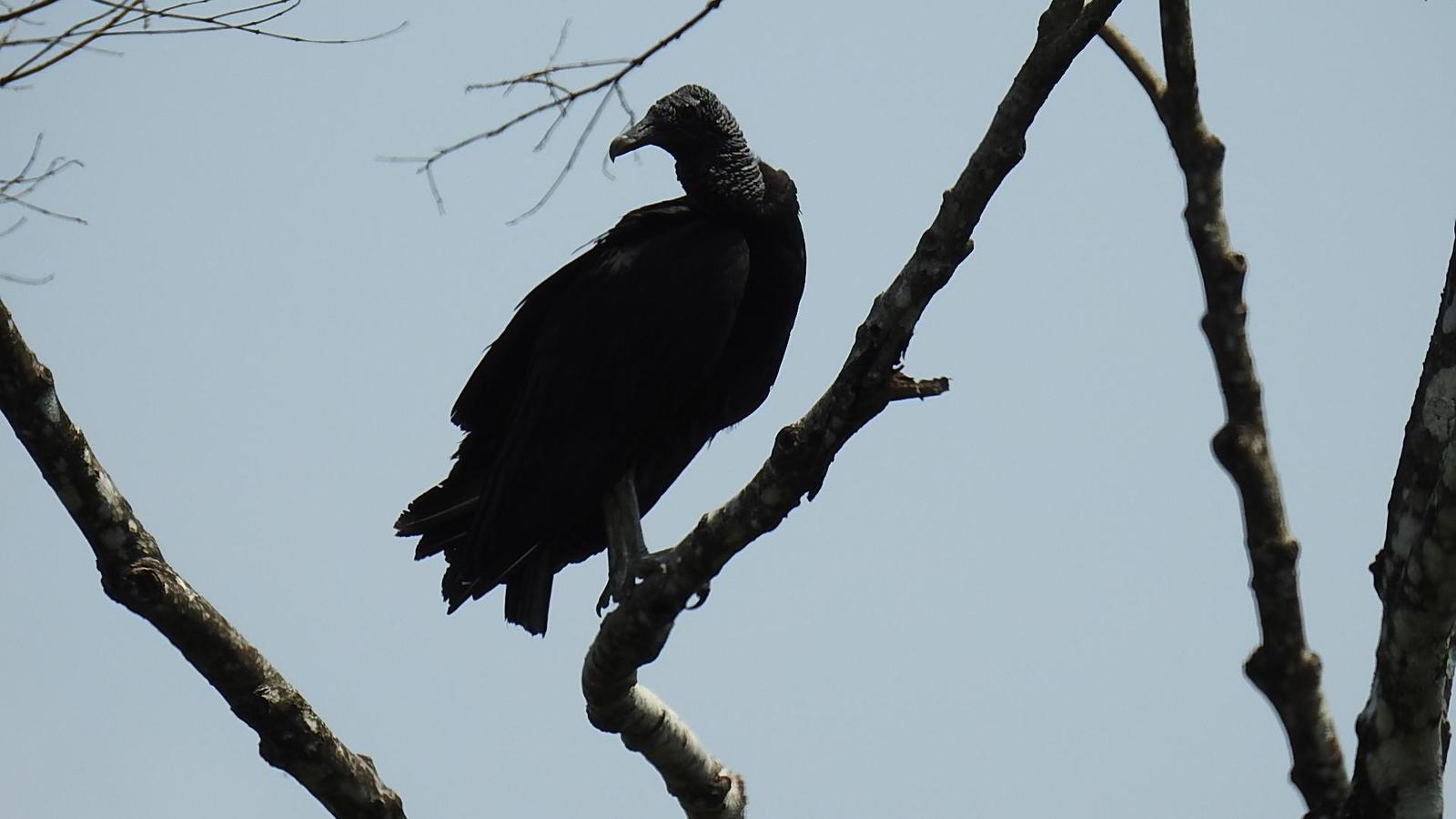 Black Vulture Photo by Julio Delgado