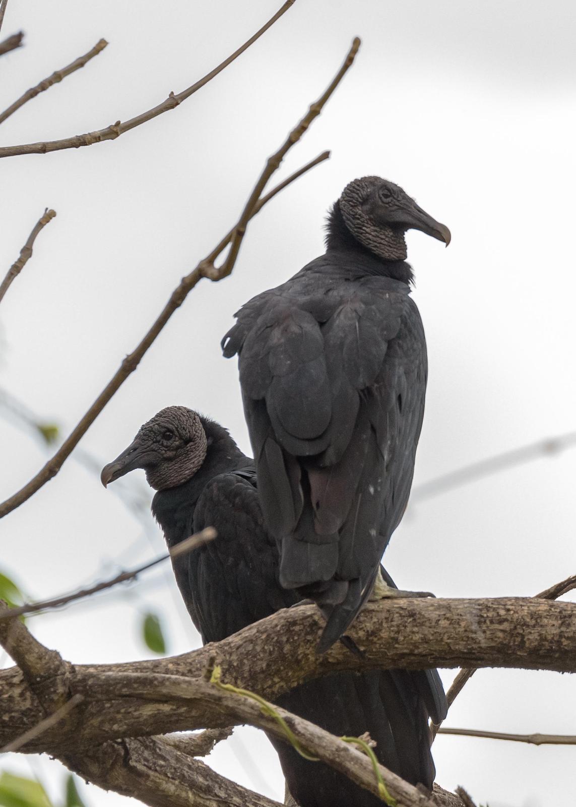 Black Vulture Photo by Keshava Mysore