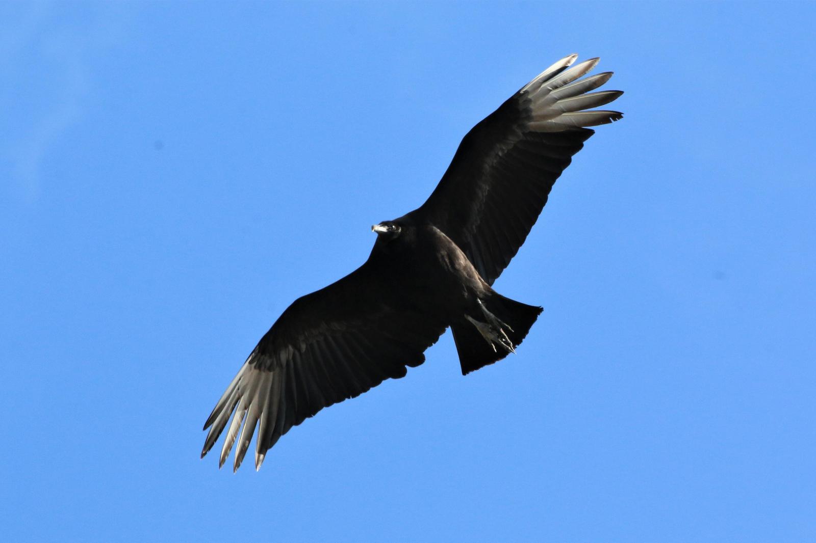 Black Vulture Photo by Richard Jeffers