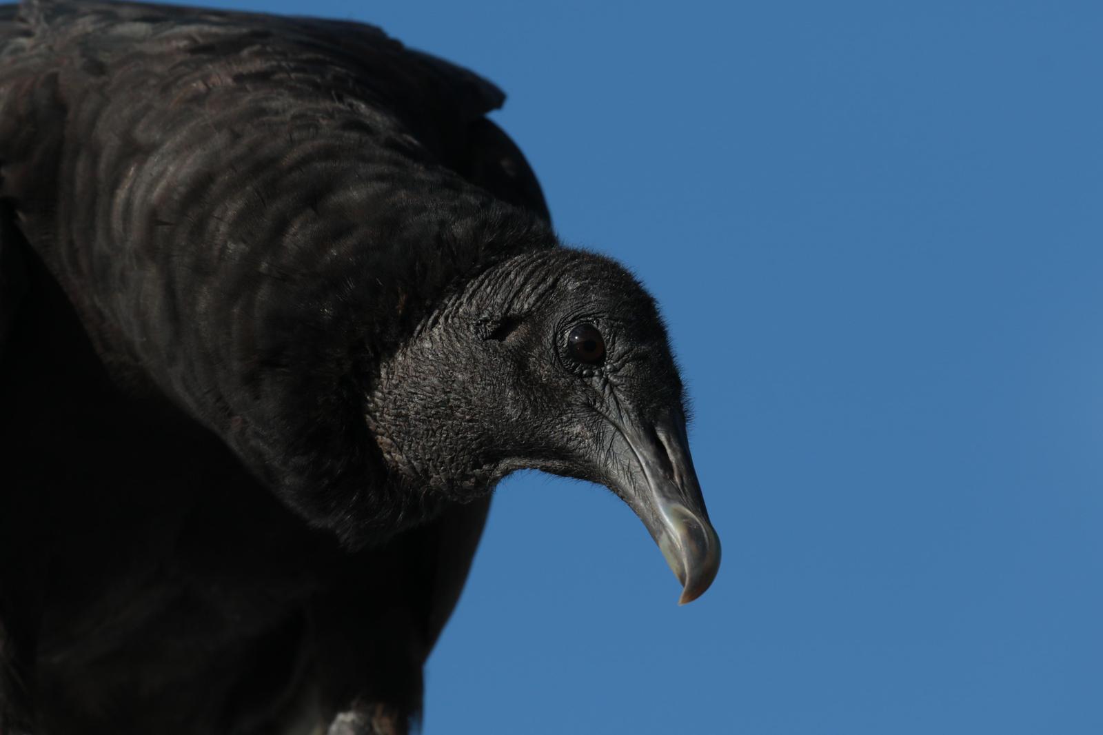 Black Vulture Photo by Karin Kirchhoff