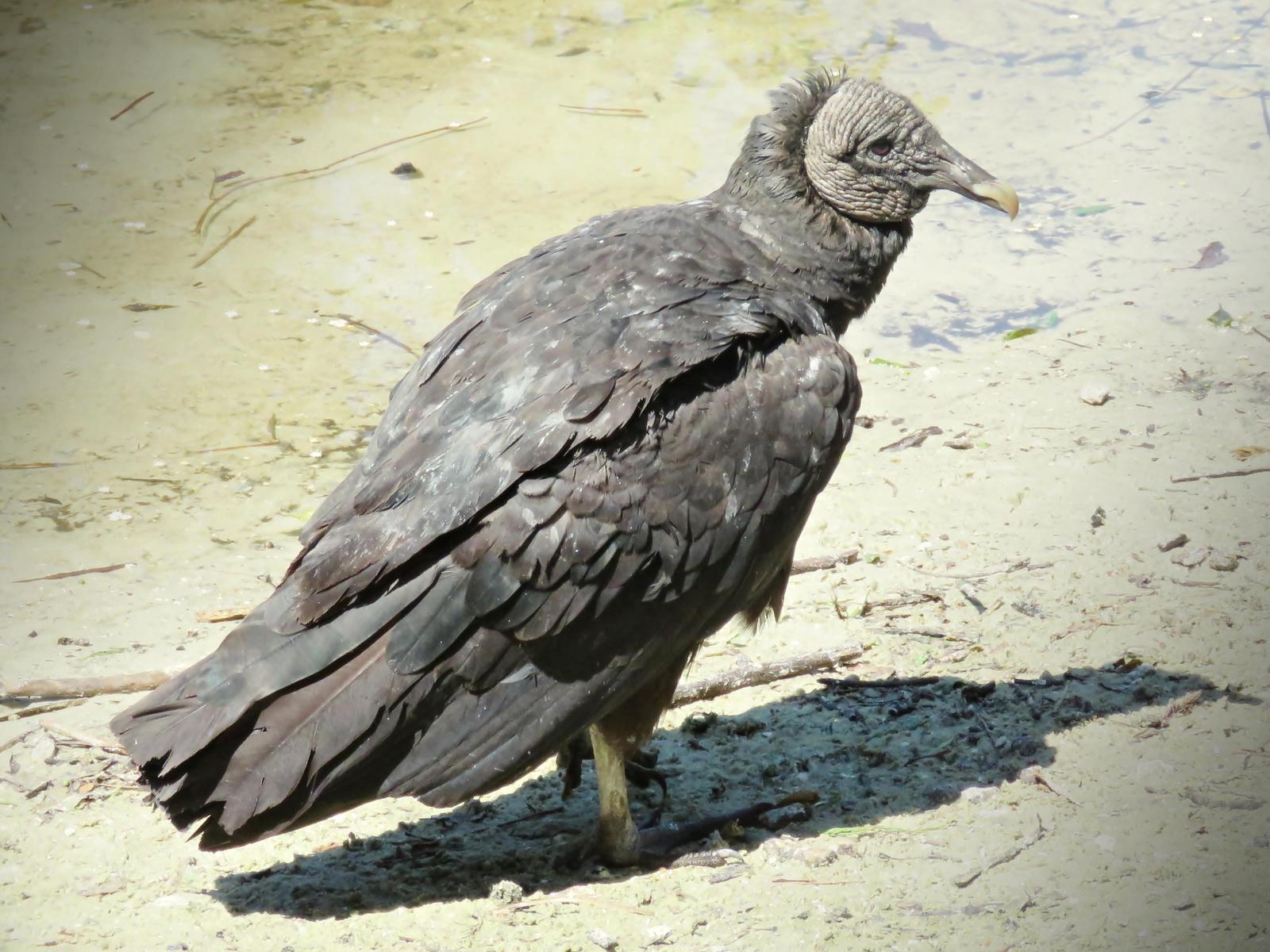 Black Vulture Photo by Bob Neugebauer