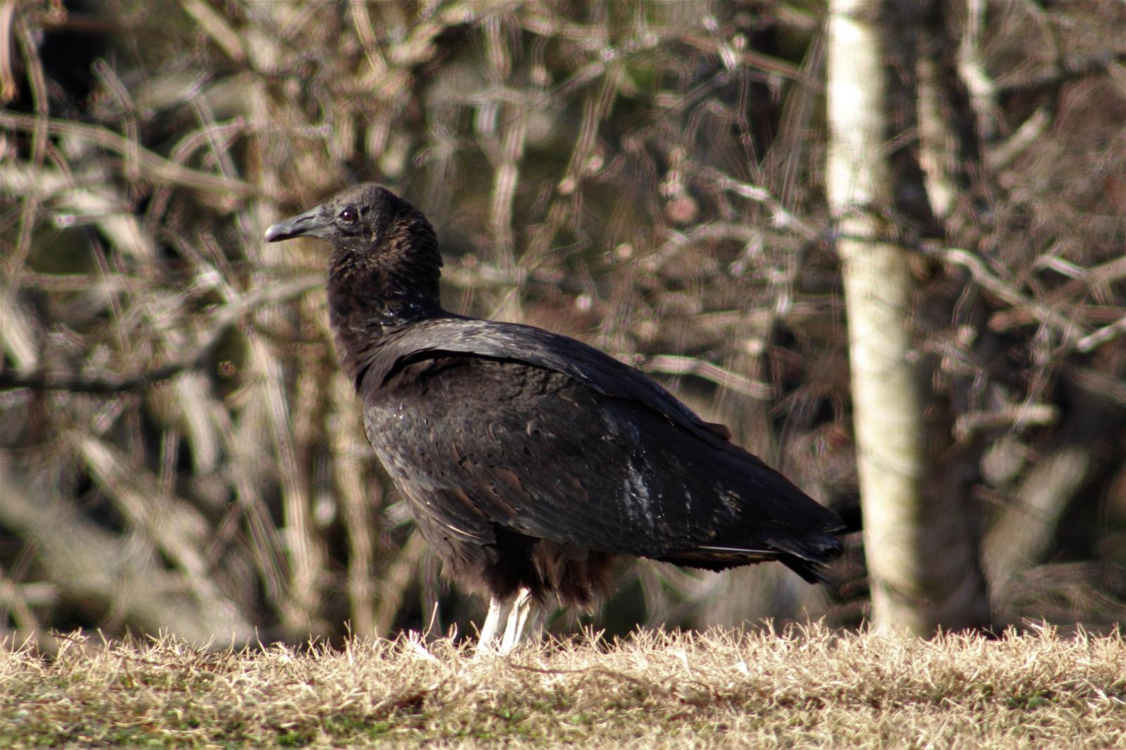 Black Vulture Photo by Tony Heindel