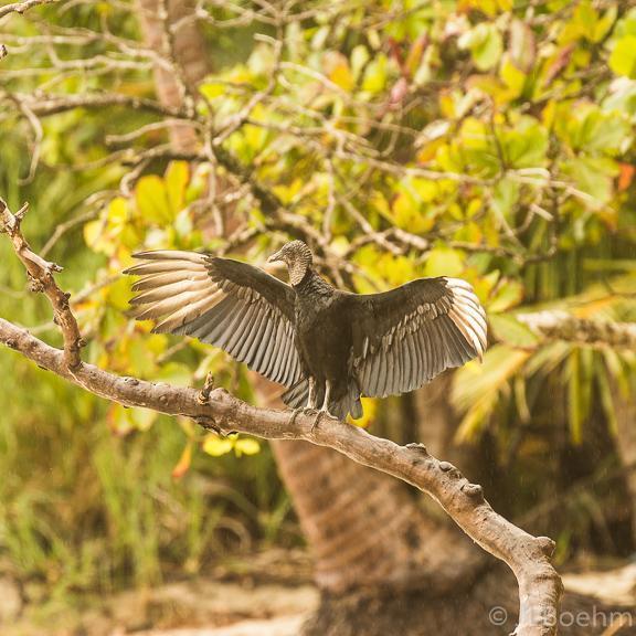 Black Vulture Photo by Jeff Boehm