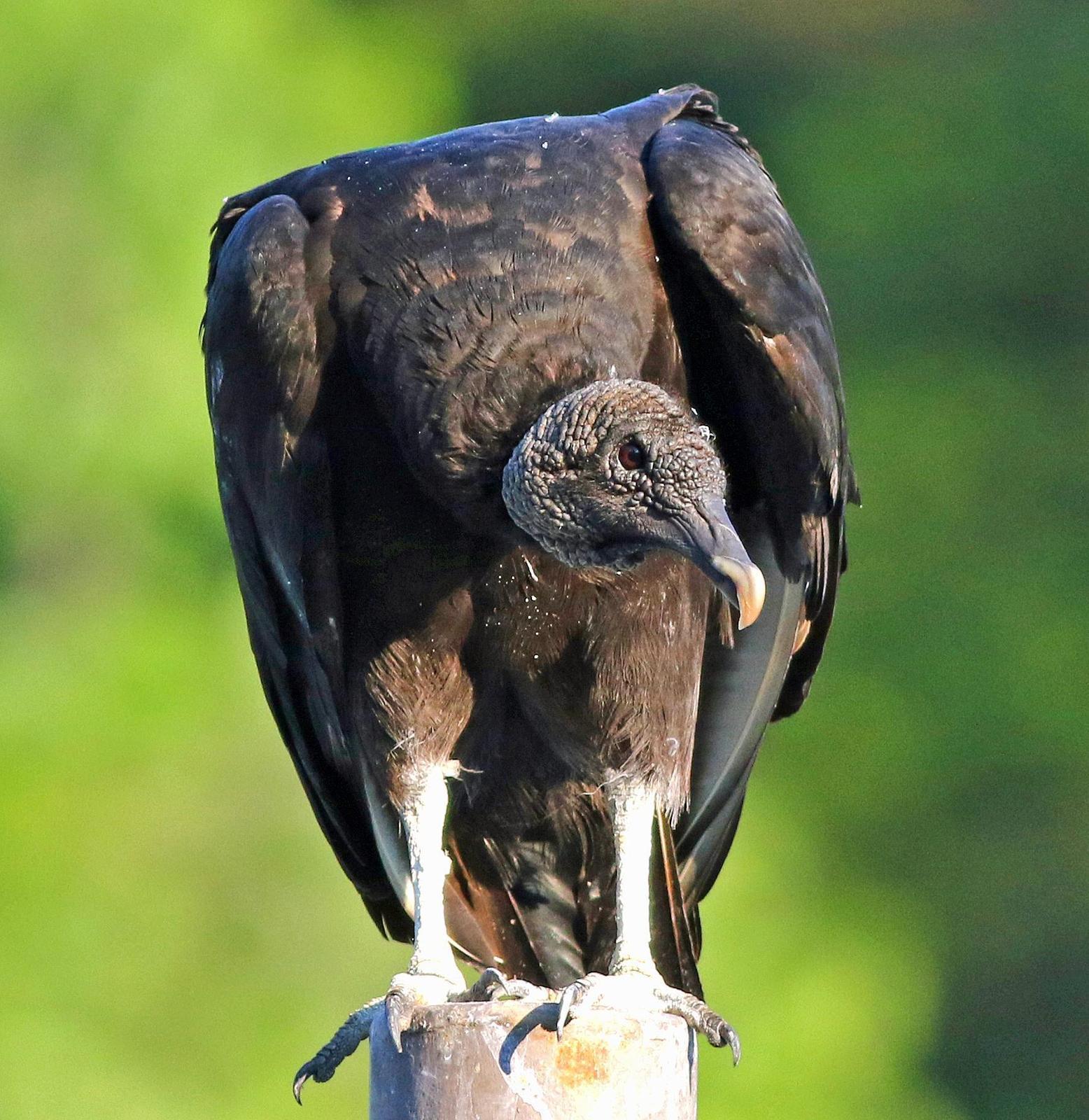 Black Vulture Photo by Tom Gannon
